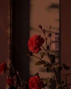 《妻子出轨20年，我重生在了结婚当